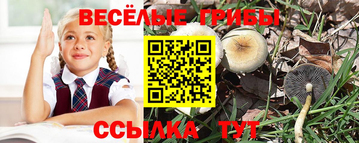 Галлюциногенные грибы Psilocybine cubensis Хабаровск